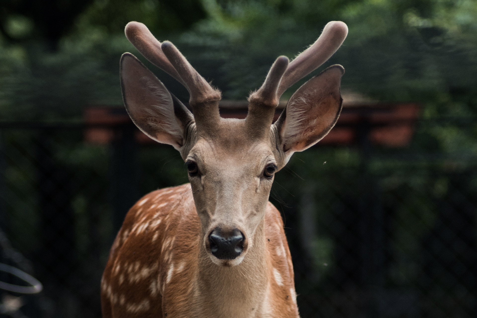 摄图网_500956150_banner_东北梅花鹿鹿茸（企业商用）.jpg