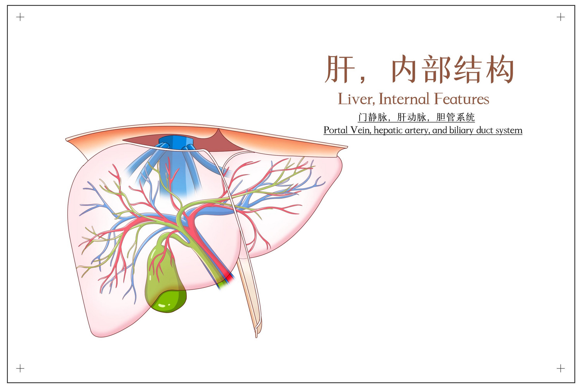 摄图网_401789421_banner_肝内部结构门静脉肝动脉胆管系统医疗插画（企业商用）.jpg